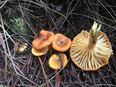 Hygrophorineae