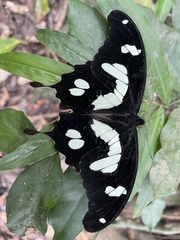 Papilio hesperus hesperus