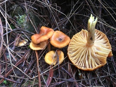 Hygrophorineae