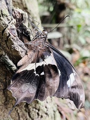 Papilio hesperus hesperus
