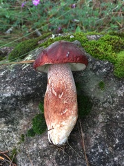 Boletus rubriceps