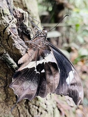 Papilio hesperus hesperus