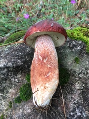 Boletus rubriceps