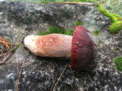 Boletus rubriceps
