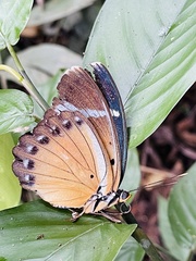 Euphaedra ochrovirens