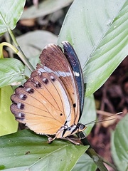 Euphaedra ochrovirens