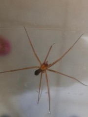 Loxosceles yucatana