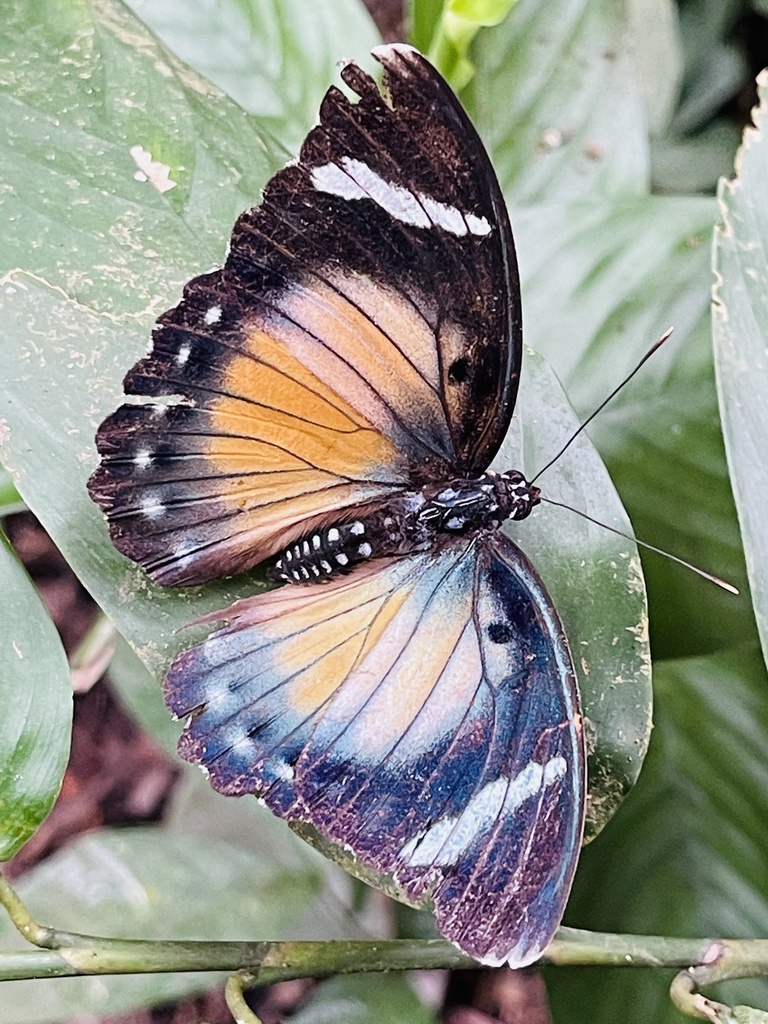 Euphaedra ochrovirens