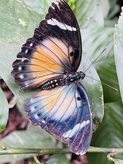 Euphaedra ochrovirens