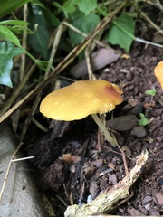 Pluteus chrysophaeus