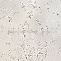 Moelleriella epiphylla