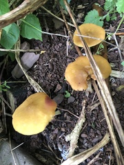 Pluteus chrysophaeus