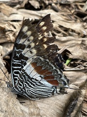 Charaxes castor castor