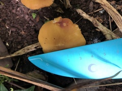 Pluteus chrysophaeus