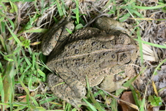 Anaxyrus woodhousii