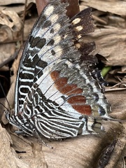 Charaxes castor castor