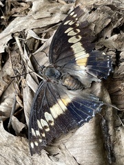 Charaxes castor castor