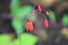 Bessera elegantissima