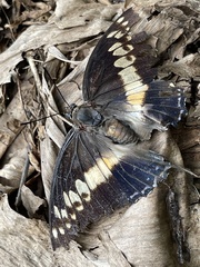 Charaxes castor castor