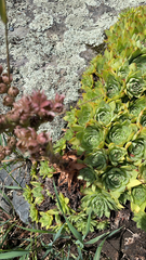 Sempervivum tectorum