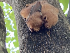 Lasiurus borealis