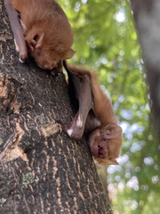 Lasiurus borealis