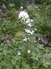 Saxifraga aquatica