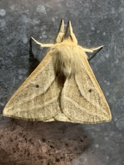 Cinommata bistrigata