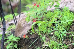 Bessera elegantissima