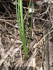 Bessera elegantissima