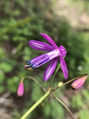 Bessera elegantissima