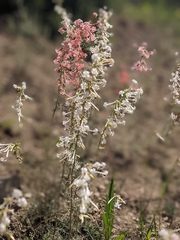 Ipomopsis aggregata candida