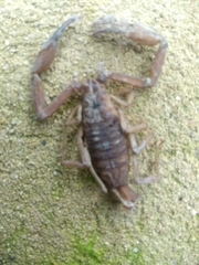 Tityus macrochirus