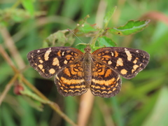 Anthanassa drusilla