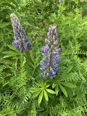Lupinus nootkatensis