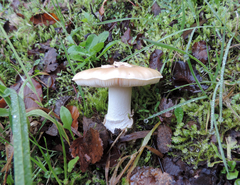 Amanita toxica