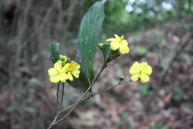 Campylospermum glaberrimum