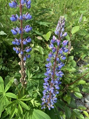 Lupinus nootkatensis