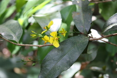 Campylospermum glaberrimum