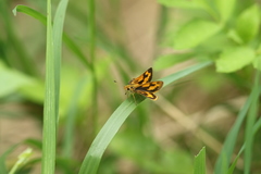 Taractrocera archias