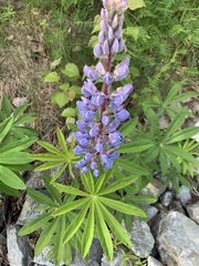 Lupinus nootkatensis