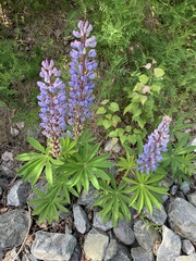 Lupinus nootkatensis