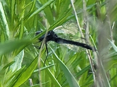 Erythrodiplax berenice