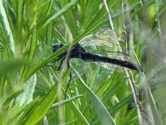 Erythrodiplax berenice