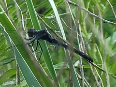 Erythrodiplax berenice