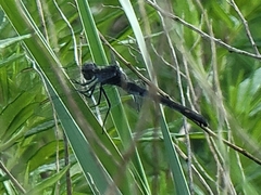 Erythrodiplax berenice