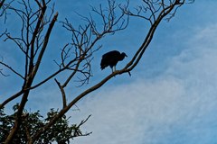 Coragyps atratus foetens