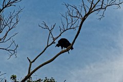 Coragyps atratus foetens