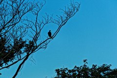 Coragyps atratus foetens