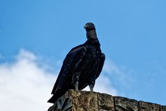 Coragyps atratus foetens